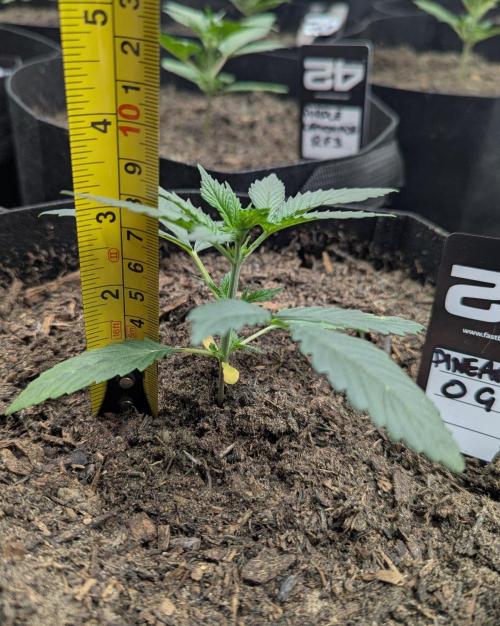 42fastbuds Pineapple OG Auto. Week 2