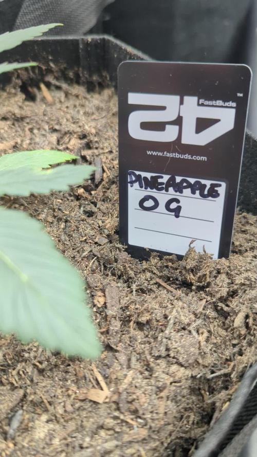 Pineapple OG Auto. Week 2