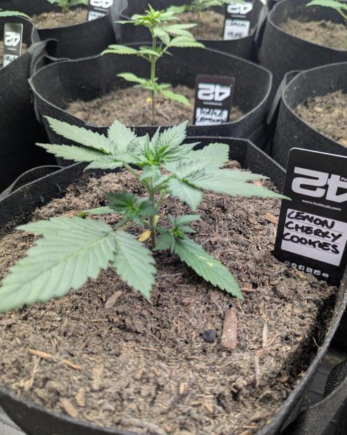 42fastbuds Lemon Cherry Cookies. Week 2