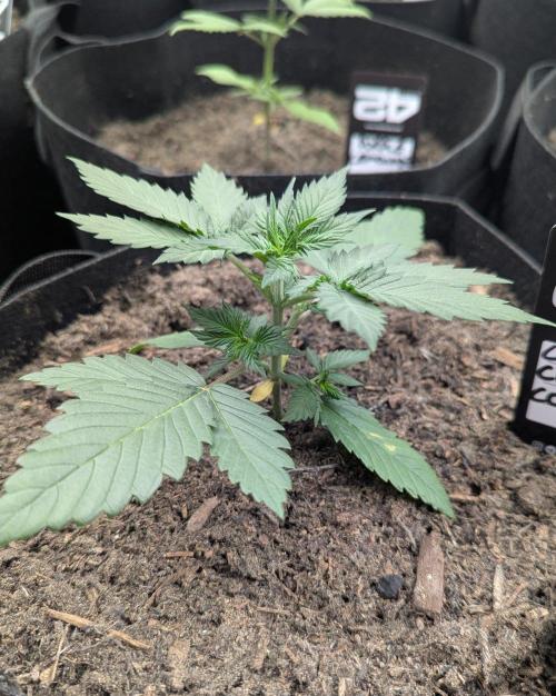 42fastbuds Lemon Cherry Cookies. Week 2