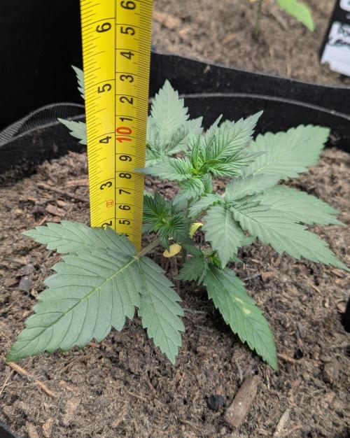 42fastbuds Lemon Cherry Cookies. Week 2