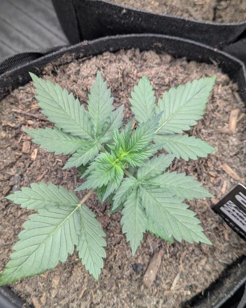 42fastbuds Lemon Cherry Cookies. Week 2