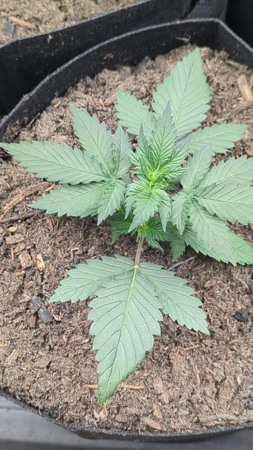 Lemon Cherry Cookies Auto. Week 2