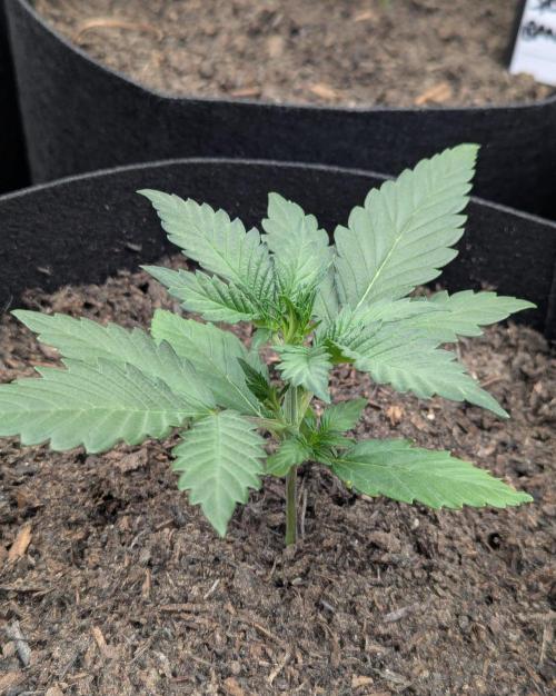 42fastbuds Purple Lemonade RF3 Auto. Week 2