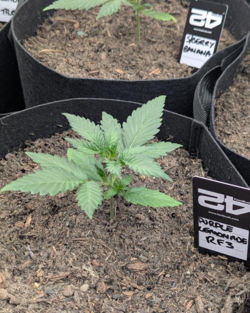 42fastbuds Purple Lemonade RF3 Auto. Week 2