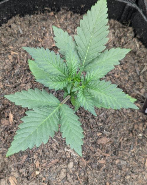 42fastbuds Purple Lemonade RF3 Auto. Week 2
