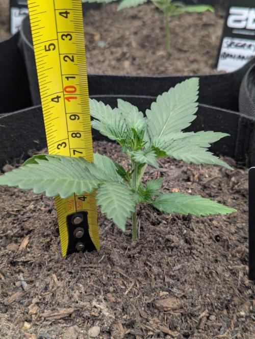 42fastbuds Purple Lemonade RF3 Auto. Week 2