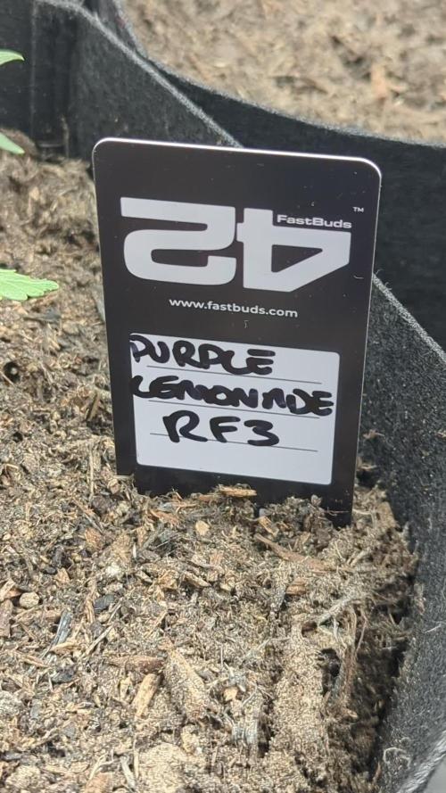 42fastbuds Purple Lemonade RF3 Auto