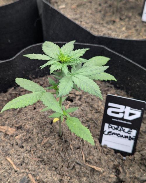 42fastbuds Purple Lemonade Auto. Week 2