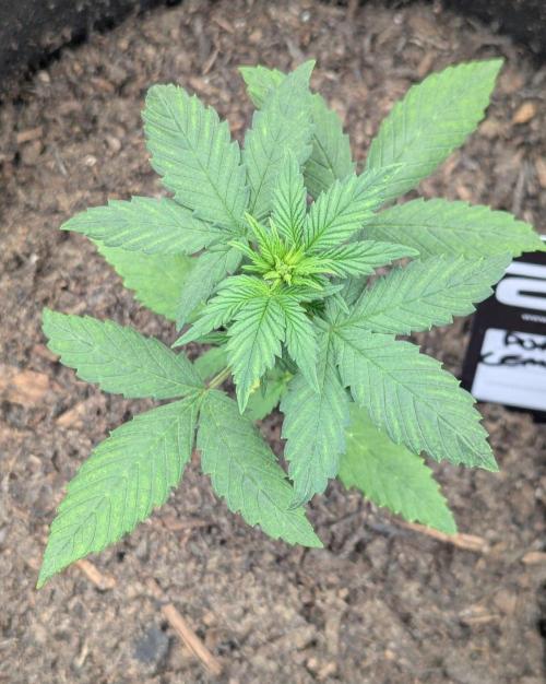 42fastbuds Purple Lemonade Auto. Week 2