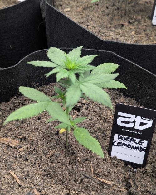 42fastbuds Purple Lemonade Auto. Week 2