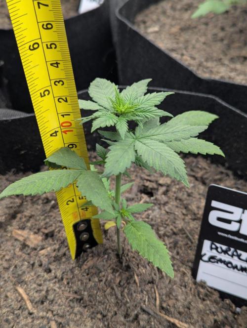 42fastbuds Purple Lemonade Auto. Week 2