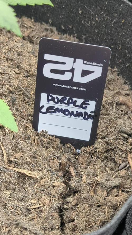 42fastbuds Purple Lemonade Auto