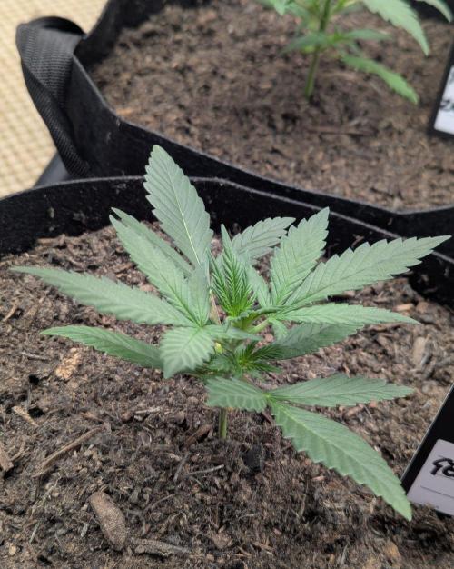 42fastbuds Gelato Auto. Week 2