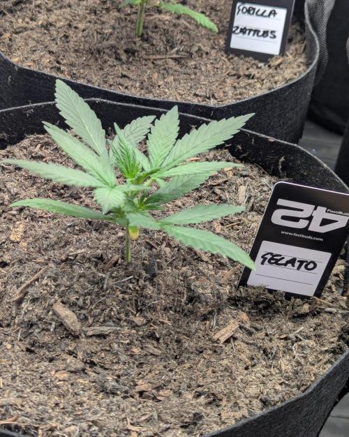 42fastbuds Gelato Auto. Week 2