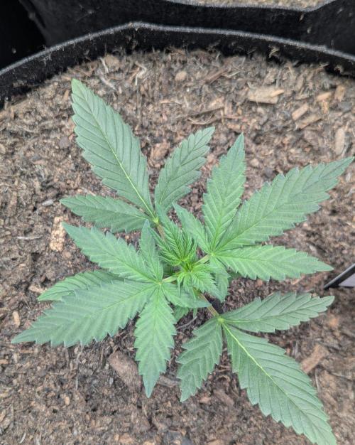 42fastbuds Gelato Auto. Week 2