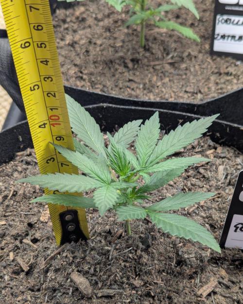 Gelato Auto. Week 2