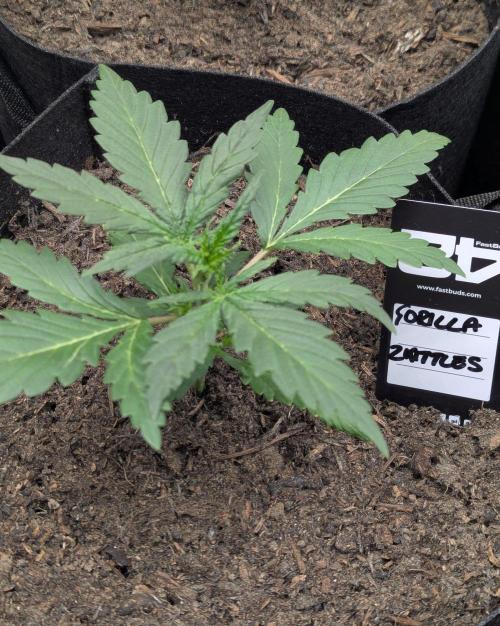 42fastbuds Gorilla Z Auto. Week 2