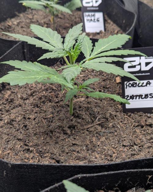 42fastbuds Gorilla Z Auto. Week 2