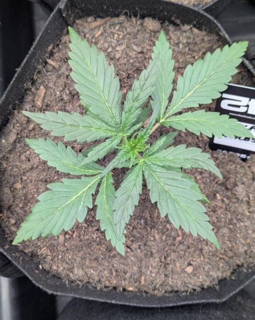 42fastbuds Gorilla Z Auto. Week 2