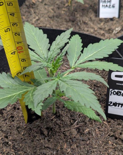 42fastbuds Gorilla Z Auto. Week 2