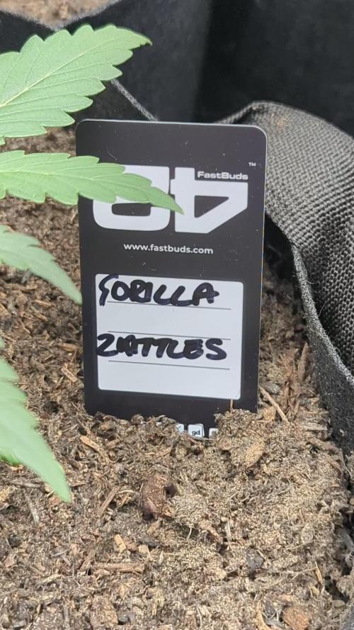 42fastbuds Gorilla Z Auto