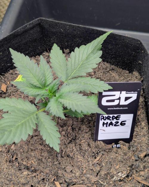42fastbuds Purple Haze Auto. Week 2
