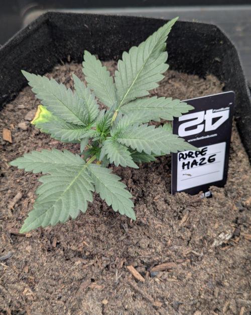 42fastbuds Purple Haze Auto. Week 2
