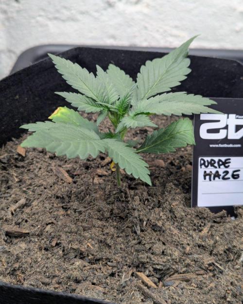 42fastbuds Purple Haze Auto. Week 2