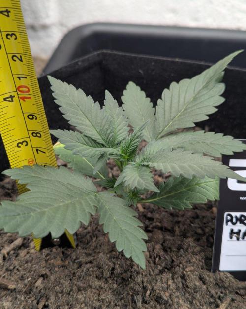 42fastbuds Purple Haze Auto. Week 2
