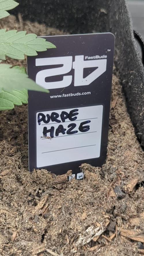 42fastbuds Purple Haze Auto