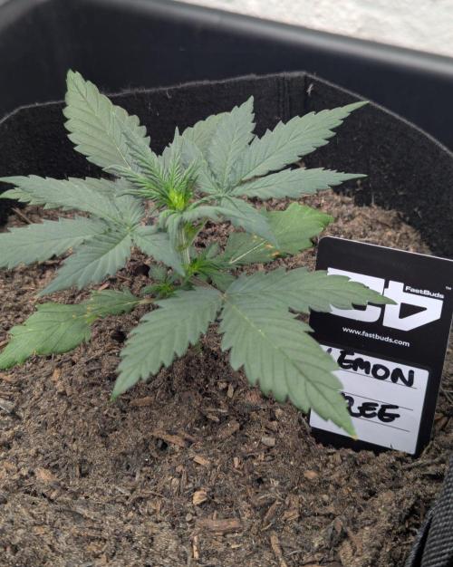 42fastbuds Lemon Tree Auto. Week 2