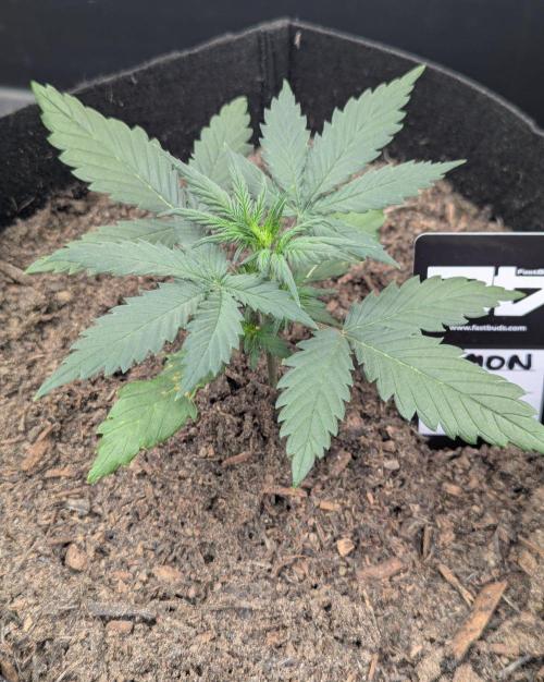 42fastbuds Lemon Tree Auto. Week 2