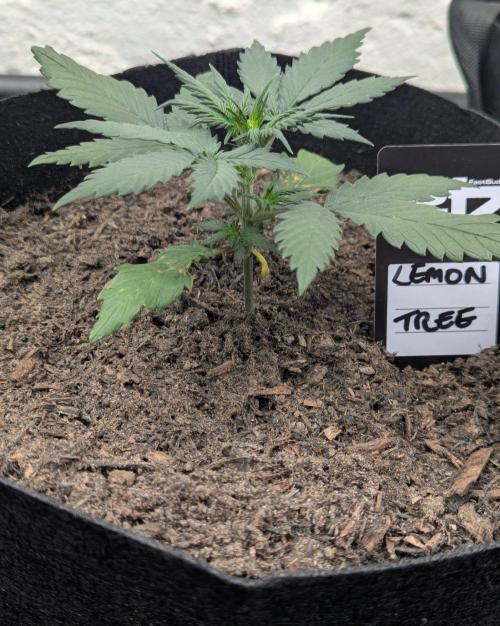 42fastbuds Lemon Tree Auto. Week 2