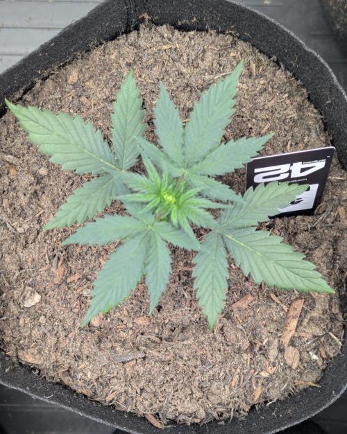 42fastbuds Lemon Tree Auto. Week 2