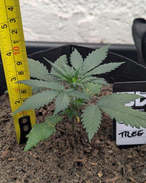 42fastbuds Lemon Tree Auto. Week 2