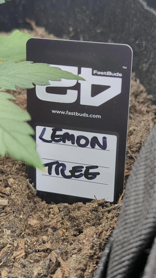 42fastbuds Lemon Tree Auto
