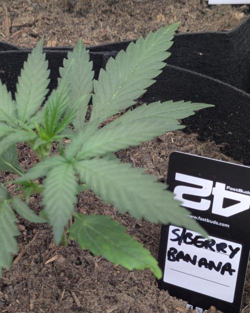 42fastbuds Strawberry Banana Auto. Week 2