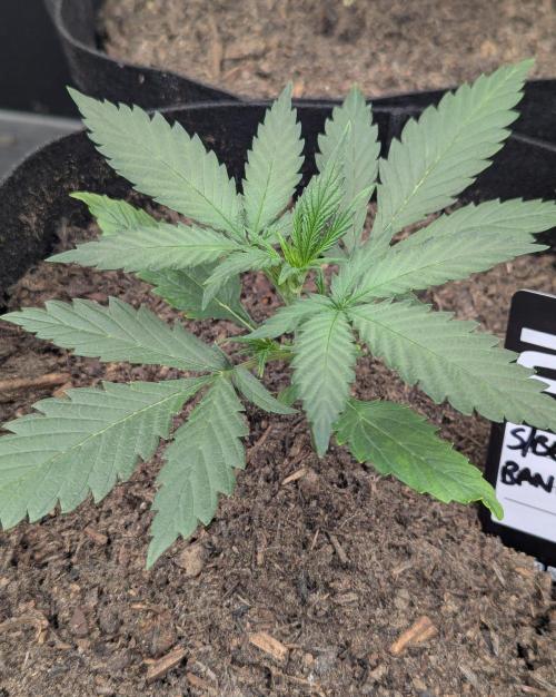 42fastbuds Strawberry Banana Auto. Week 2