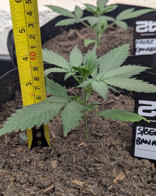 42fastbuds Strawberry Banana Auto. Week 2