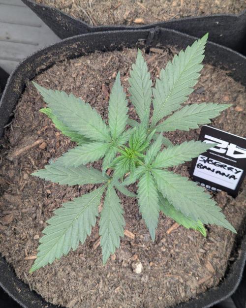42fastbuds Strawberry Banana Auto. Week 2