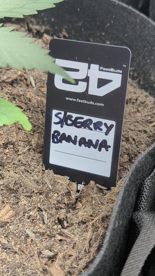 42fastbuds Strawberry Banana Auto