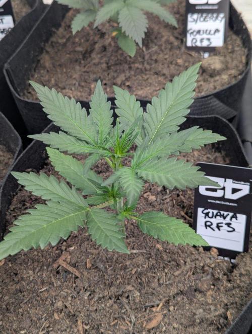 42fastbuds Guava RF3 Auto. Week 2
