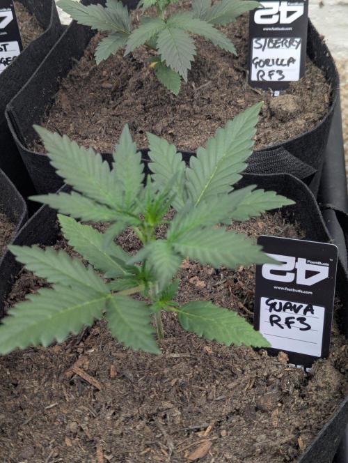 42fastbuds Guava RF3 Auto. Week 2
