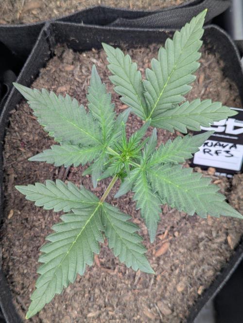 42fastbuds Guava RF3 Auto. Week 2