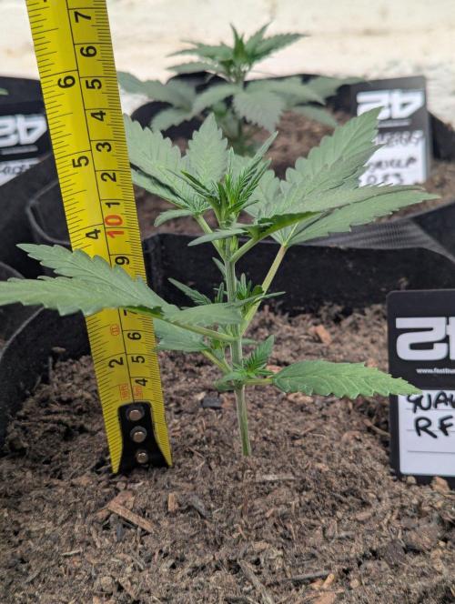 42fastbuds Guava RF3 Auto. Week 2