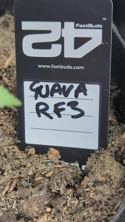 42fastbuds Guava RF3 Auto