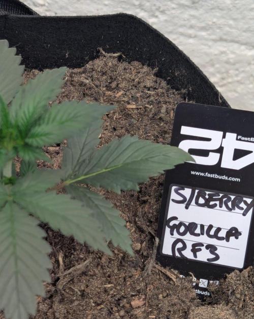 42fastbuds Strawberry Gorilla RF3 Auto. Week 2
