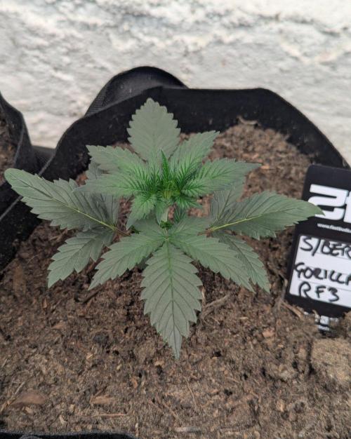 42fastbuds Strawberry Gorilla RF3 Auto. Week 2