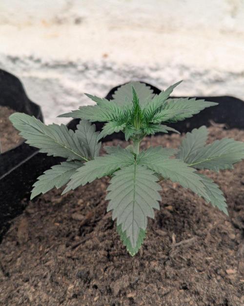 42fastbuds Strawberry Gorilla RF3 Auto. Week 2